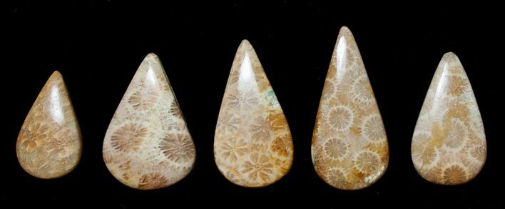 Tear Drop Shaped Fossil Coral Cabs #8613